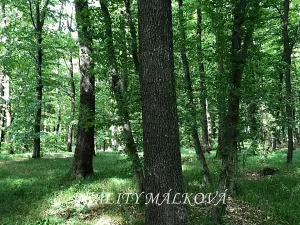 Prodej podílu lesa, Křtomil, 37802 m2