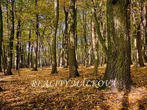 Prodej podílu lesa, Křtomil, 37802 m2