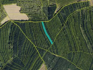 Prodej lesa, Brumovice, 3198 m2