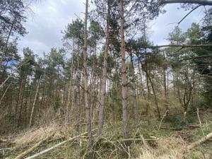 Prodej lesa, Slavičky - Pozďátky, 2084 m2