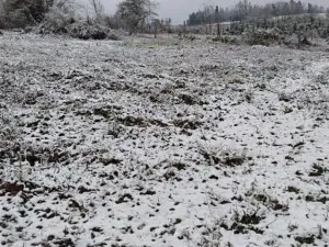 Prodej lesa, Pelhřimov, 24225 m2