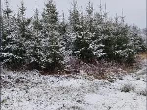 Prodej lesa, Pelhřimov, 24225 m2