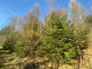 Dražba pozemku, Ústí, 11769 m2