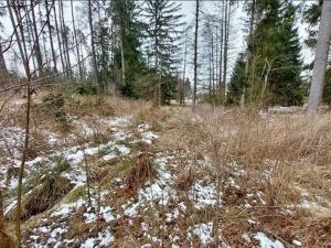 Prodej lesa, Počátky, 546 m2