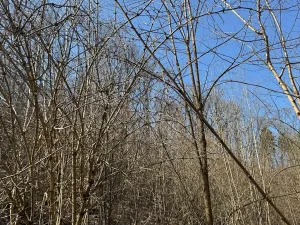 Prodej lesa, Klášter Hradiště nad Jizerou, 10038 m2