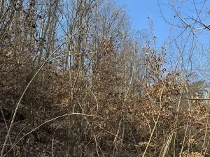 Prodej lesa, Klášter Hradiště nad Jizerou, 10038 m2