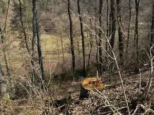 Prodej lesa, Klášter Hradiště nad Jizerou, 10038 m2
