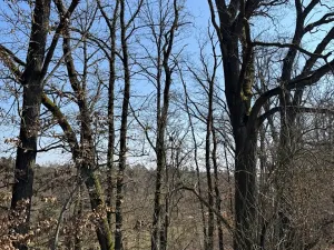 Prodej lesa, Klášter Hradiště nad Jizerou, 10038 m2