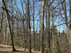 Prodej lesa, Horní Bukovina, 7867 m2