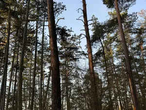 Prodej podílu lesa, Čistá, 878 m2