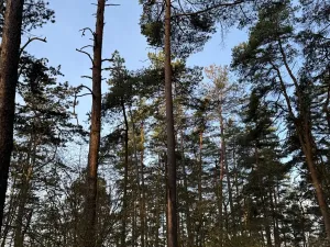 Prodej podílu lesa, Čistá, 878 m2