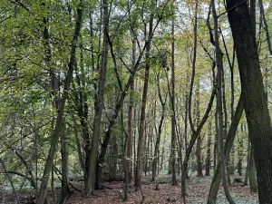 Prodej podílu pozemku, Plaňany, 23569 m2