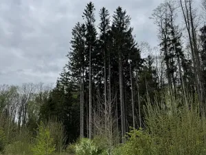 Prodej lesa, Bednáreček, 19864 m2