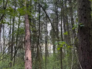 Prodej lesa, Přeštěnice, 4298 m2