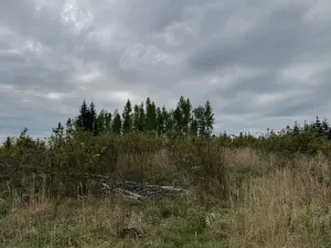 Prodej lesa, Dehtáře, 34777 m2