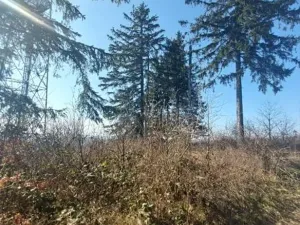 Prodej lesa, Čížov, 620 m2