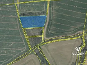 Prodej podílu lesa, Hoštka, 2353 m2