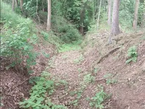 Prodej lesa, Červená Řečice, 2080 m2