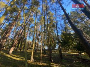 Prodej lesa, Všehrdy, 2484 m2