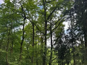 Prodej lesa, Vojkov, 10411 m2