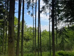 Prodej lesa, Vojkov, 10411 m2