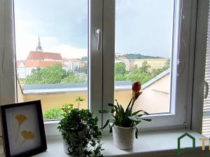 Pronájem bytu 1+1, Brno, Koliště, 49 m2