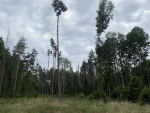 Prodej lesa, Blížejov - Lštění, 3197 m2