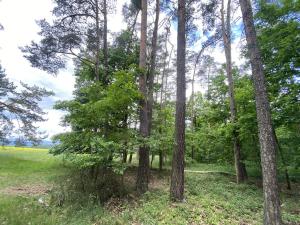 Prodej lesa, Blížejov - Lštění, 6627 m2
