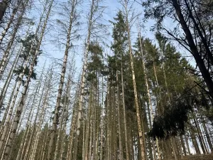 Prodej podílu lesa, Krásněves, 7152 m2