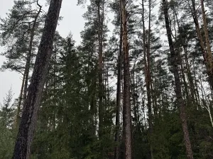 Prodej podílu pozemku, Veliny, 16991 m2