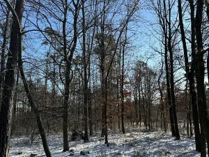 Prodej lesa, Sedlec, 1646 m2