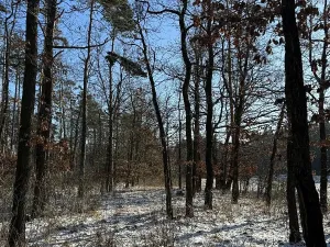 Prodej lesa, Sedlec, 1646 m2