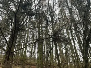 Prodej lesa, Městečko Trnávka, 4106 m2