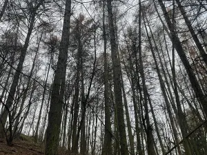 Prodej lesa, Městečko Trnávka, 4106 m2