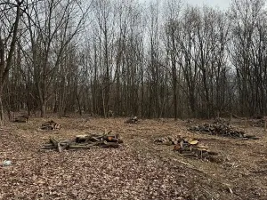 Prodej zahrady, Zlín, 1985 m2