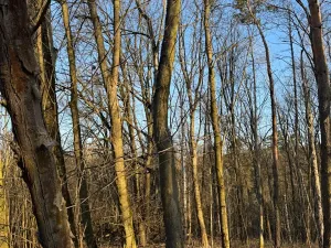 Prodej lesa, Mělnické Vtelno, 14092 m2