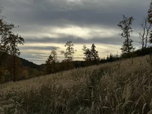 Prodej podílu lesa, Chrášťany, 2056 m2