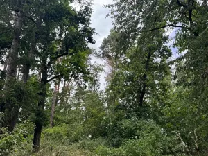 Prodej podílu lesa, Bavorov, 11201 m2