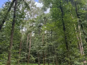 Prodej podílu lesa, Budyně, 2101 m2