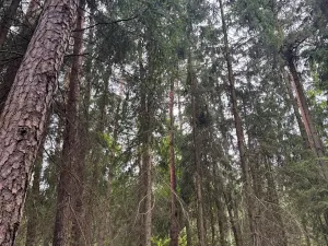 Prodej podílu lesa, Budyně, 2101 m2