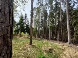 Prodej lesa, Pacov, 1937 m2