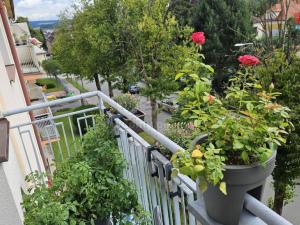 Pronájem bytu 2+1, Rychnov nad Kněžnou, Hrdinů odboje, 65 m2