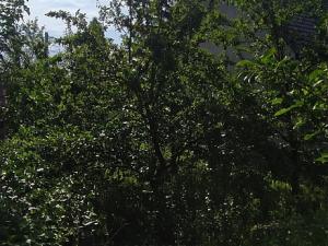 Prodej pozemku, Brumovice, 500 m2