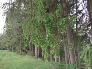 Prodej lesa, Nejdek, 10928 m2