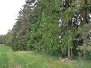 Prodej lesa, Nejdek, 10928 m2
