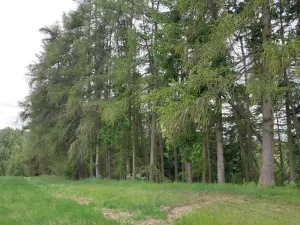 Prodej lesa, Nejdek, 10928 m2