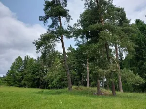 Prodej lesa, Nejdek, 10928 m2
