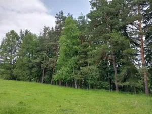 Prodej lesa, Nejdek, 10928 m2