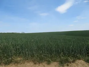 Dražba pole, Sobůlky, 6111 m2