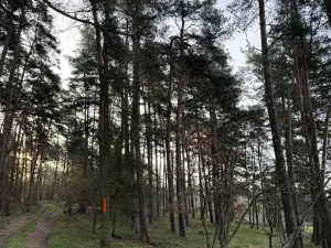 Prodej lesa, Čistá, 2633 m2